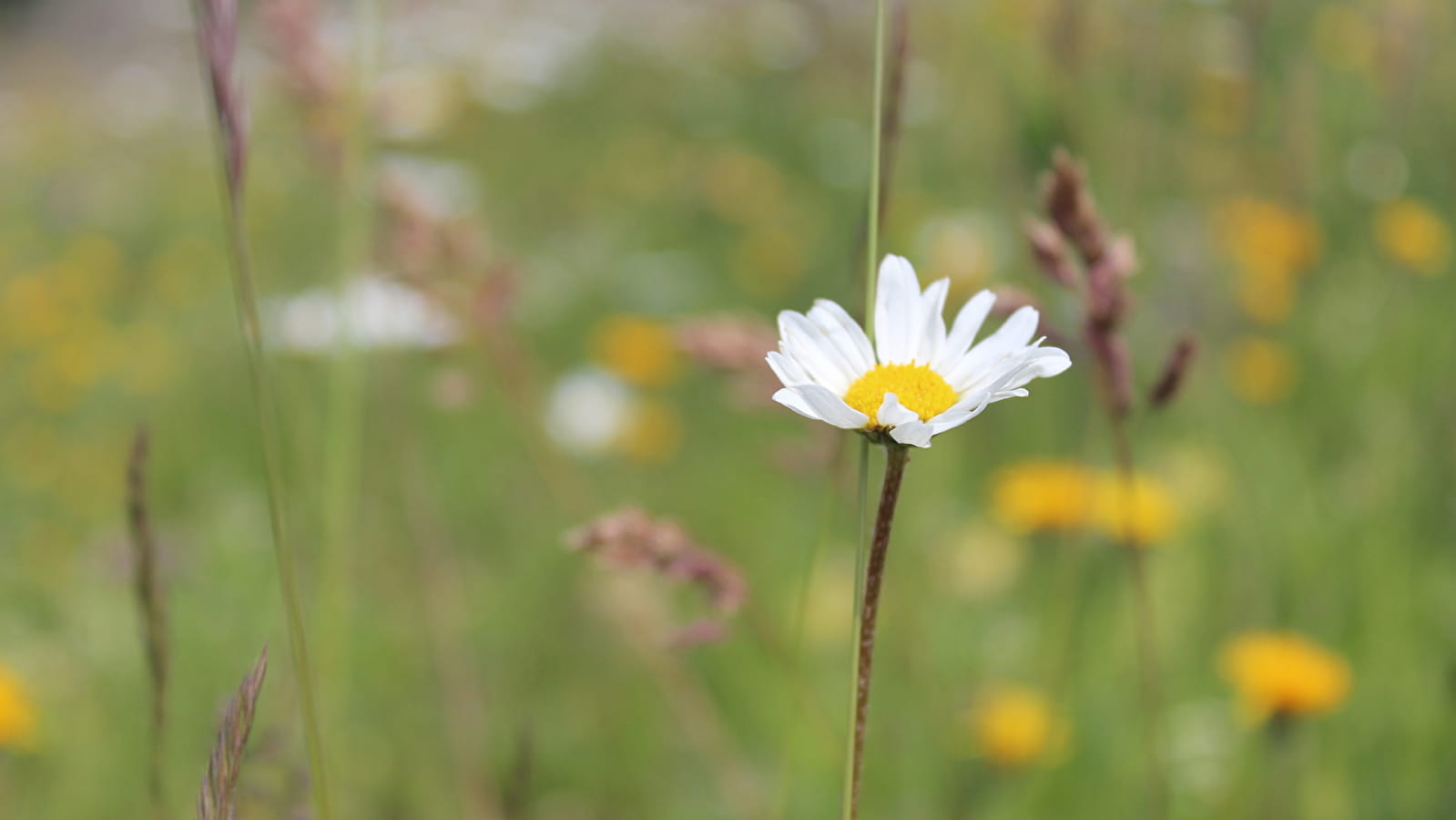 Randonnée pédestre : Crozet au Crêt de la Neige par la Calame