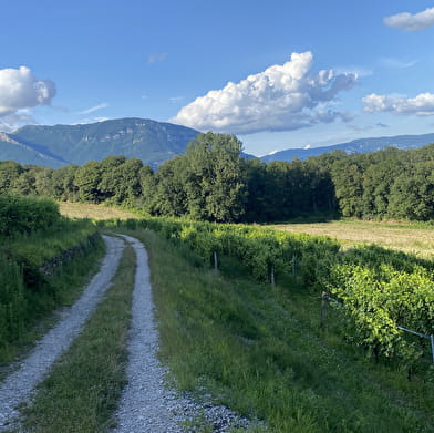 Randonnée pédestre : Le circuit des caves bugistes