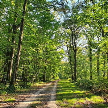 Randonnée à Sougy-sur-Loire / Boucle du Bois des Frétys - SOUGY-SUR-LOIRE