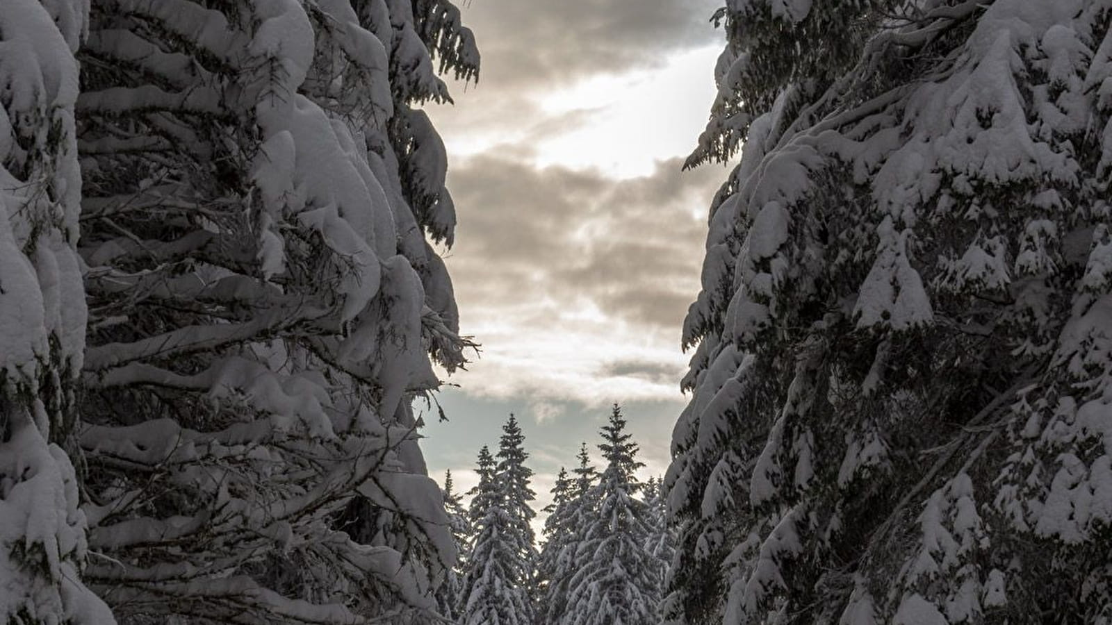 Sentier raquettes de la Faucille au Turet