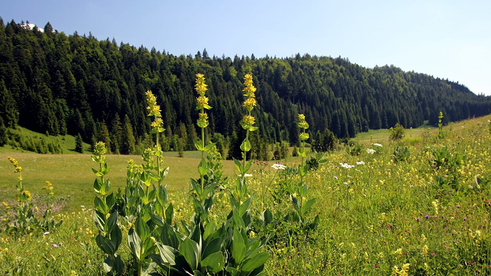 La Joux Devant - 86B