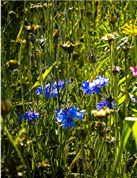 Boucle cyclo 13 'Entre monts et vaux' - BESANCON