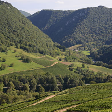 Circuit des grottes et des vignes à Cerdon