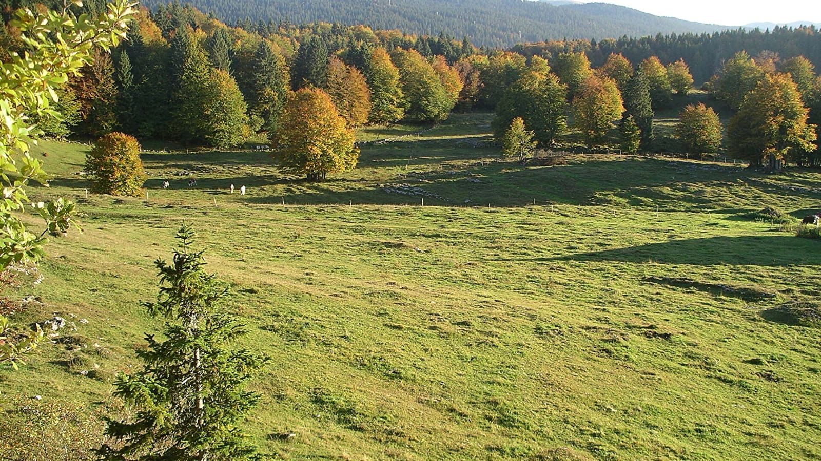 Sentier de la forêt du Massacre