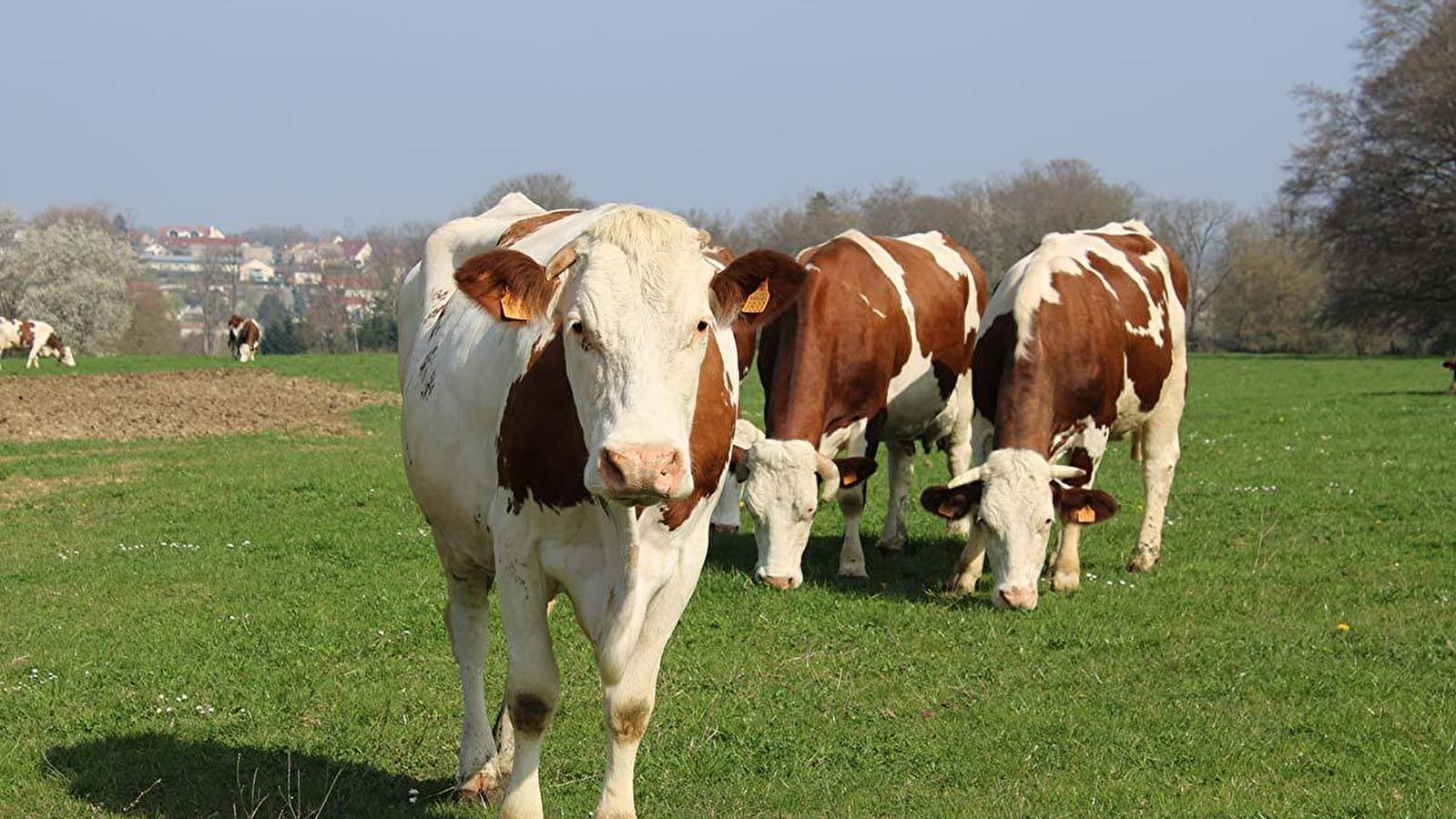 Boucle cyclo 9 Pont-de-Roide/Noirefontaine