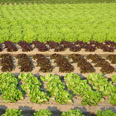 Circuit randonnée : Des Sables