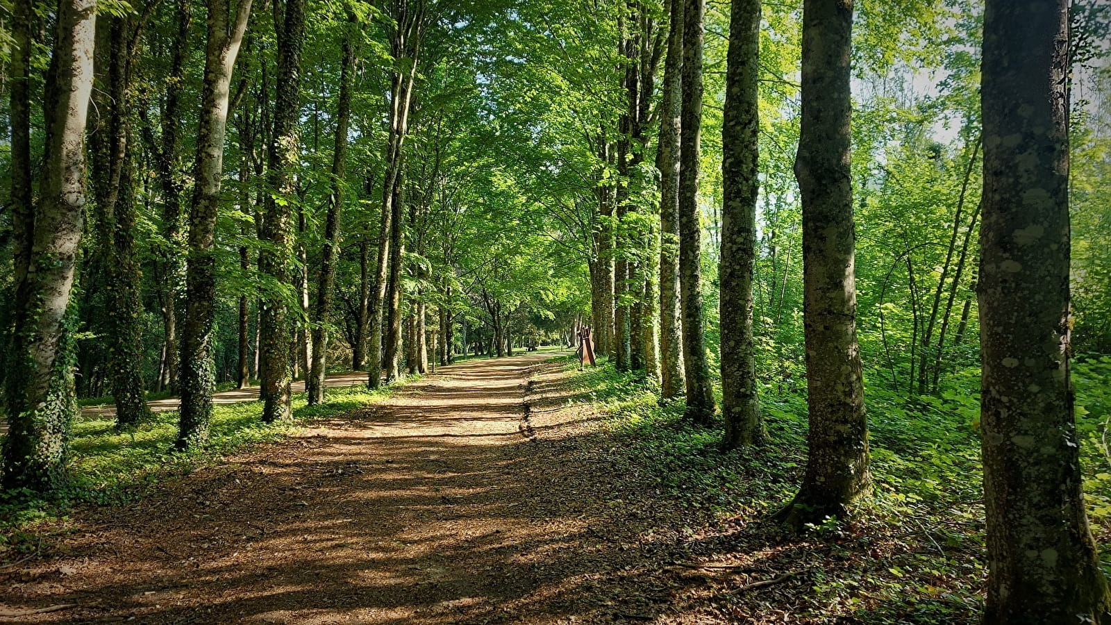 Parcours VTT 1 vert - La forêt de Rothonne : Le Renard - Espace FFC Ain Forestière