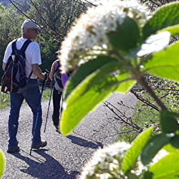 Circuit pédestre Le Chêne Béni  - BUCEY-LES-GY