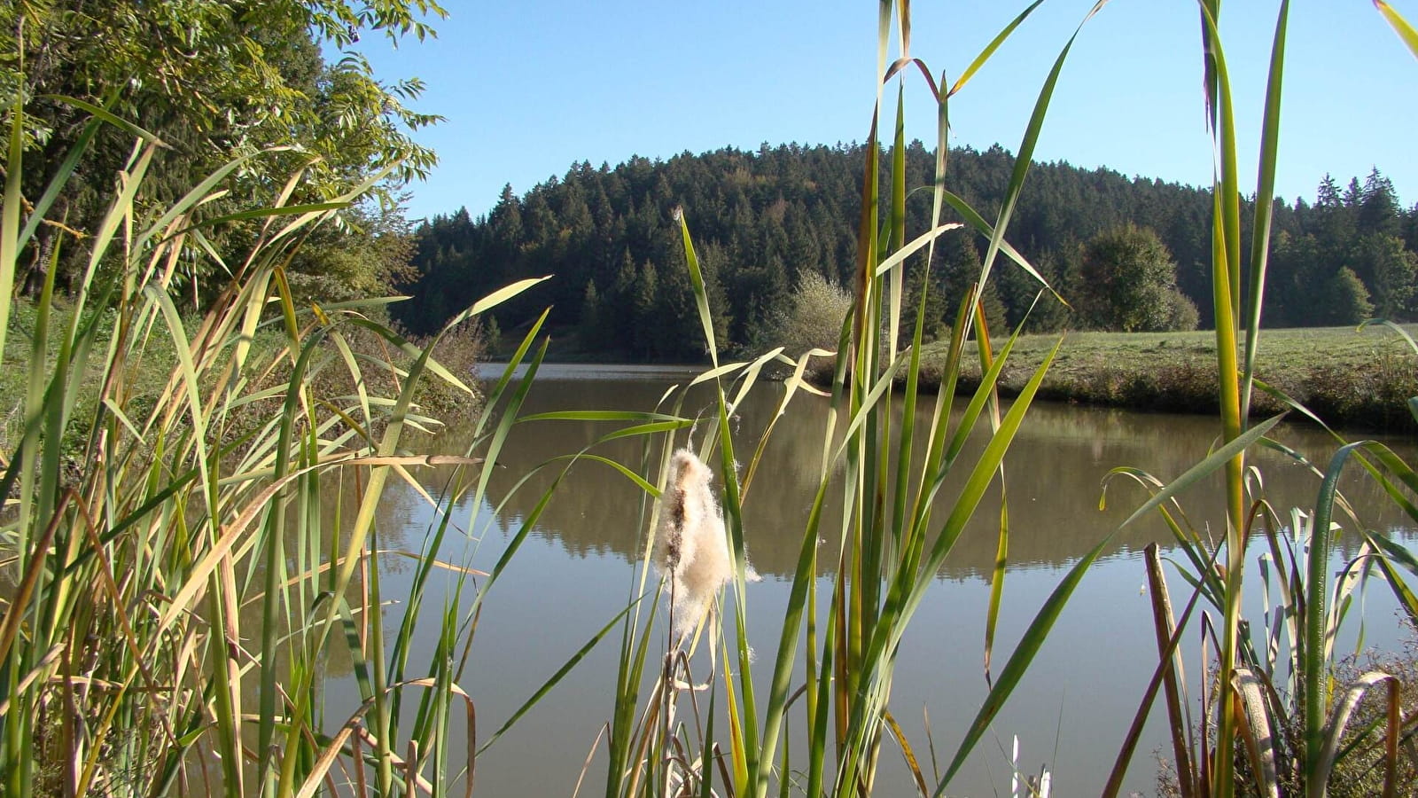 Étangs du Bois du Roy