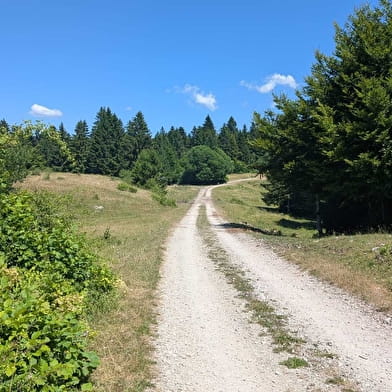 Taremberg - n°78 variante technique