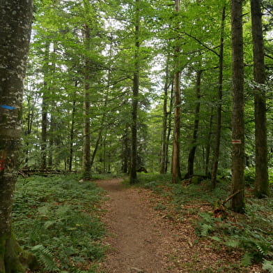 Randonnée - Les crêtes de la Clye