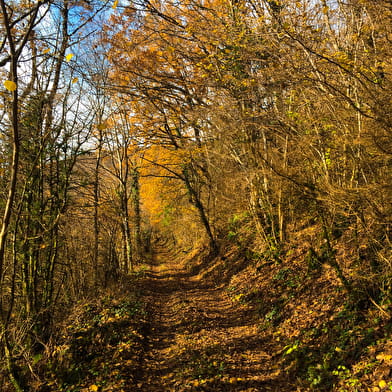 Tour de Pays VTT Bugey - Grand Colombier - Espace FFC Ain Forestière
