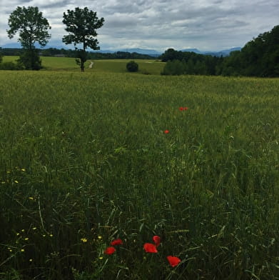Circuit de randonnée pédestre : La vie du Loup