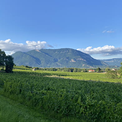 Randonnée pédestre : Le circuit des caves bugistes