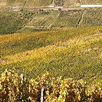 Paul Benoît & Fils - PUPILLIN