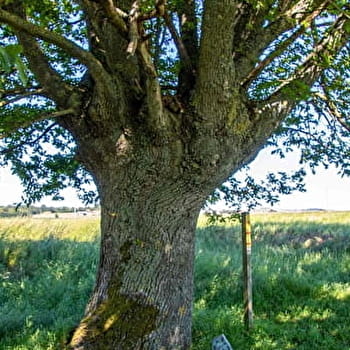 Sentier de la Bataille - FONTENOY