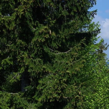 La Pierre qui tourne - LES GRANGETTES