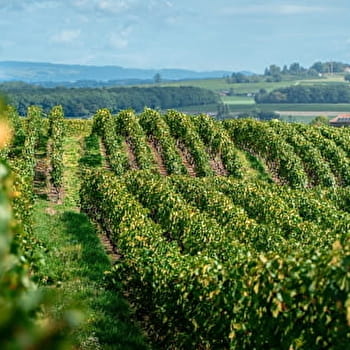 Randonnée pédestre : La Franco - Suisse, à travers les vignes - CHALLEX