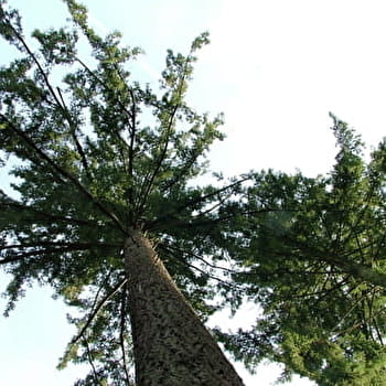 Découvrez les 2 plus gros douglas de Saône-et-Loire ! -