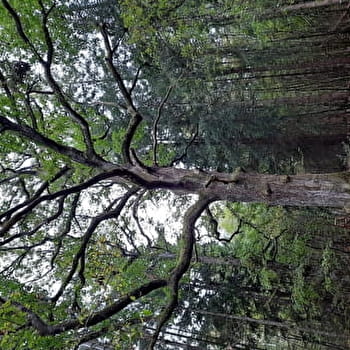 Le sentier de la p'tite maison - MALTAT