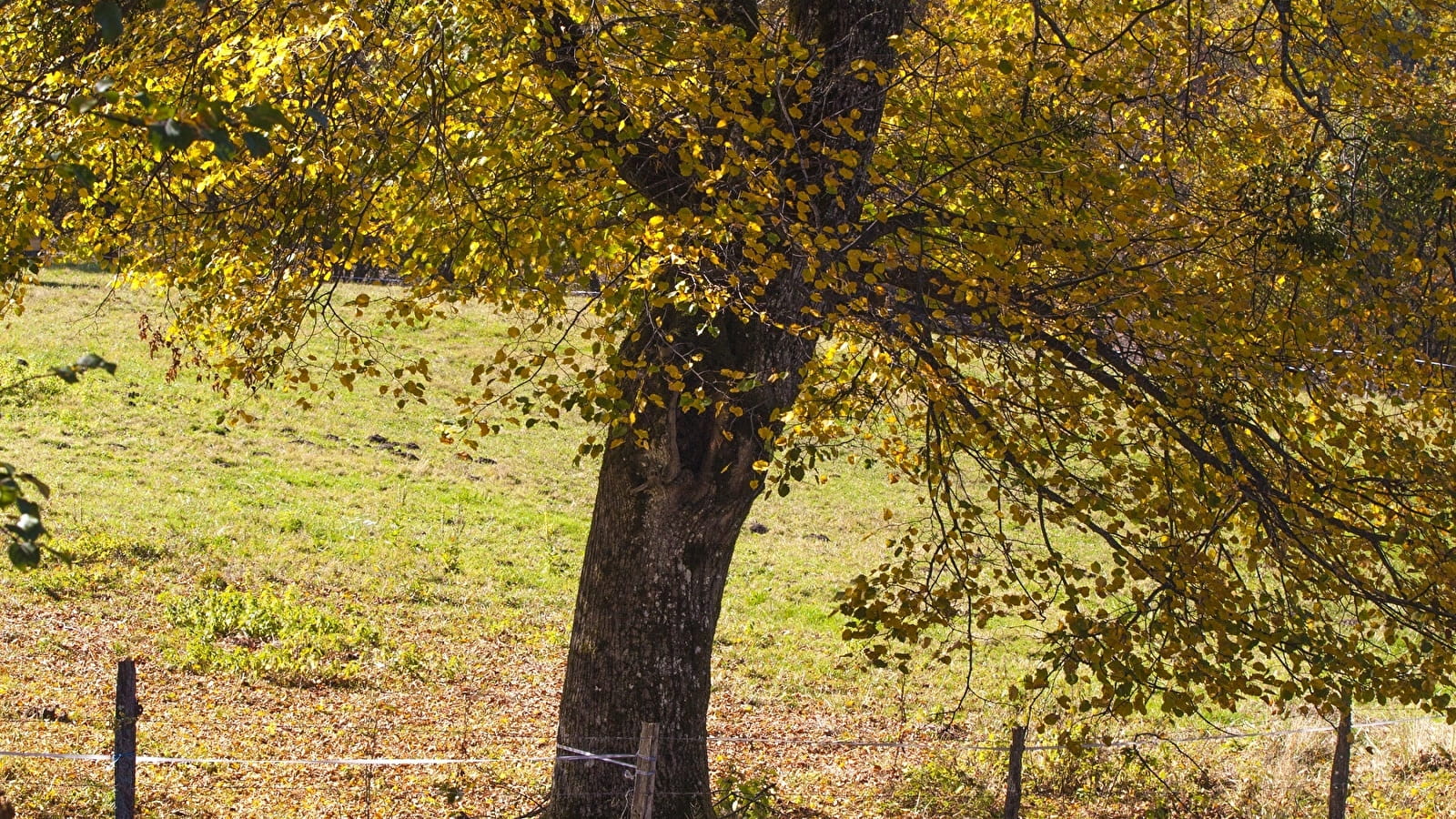 Saint Jacques de Compostelle - De Genève à Nantua