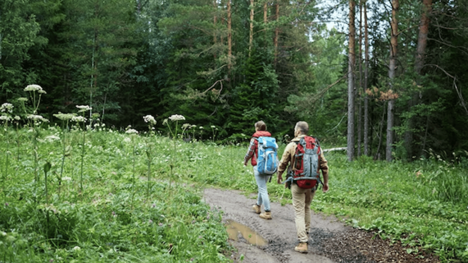 Les bois de la Chapelle