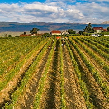 Domaine de Mucelle - CHALLEX