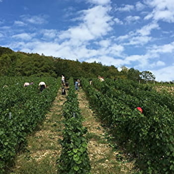 Domaine de la Dentelle - SAINT-MARTIN-DU-MONT