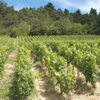 La Route du Crémant en Bourgogne - MOLESME