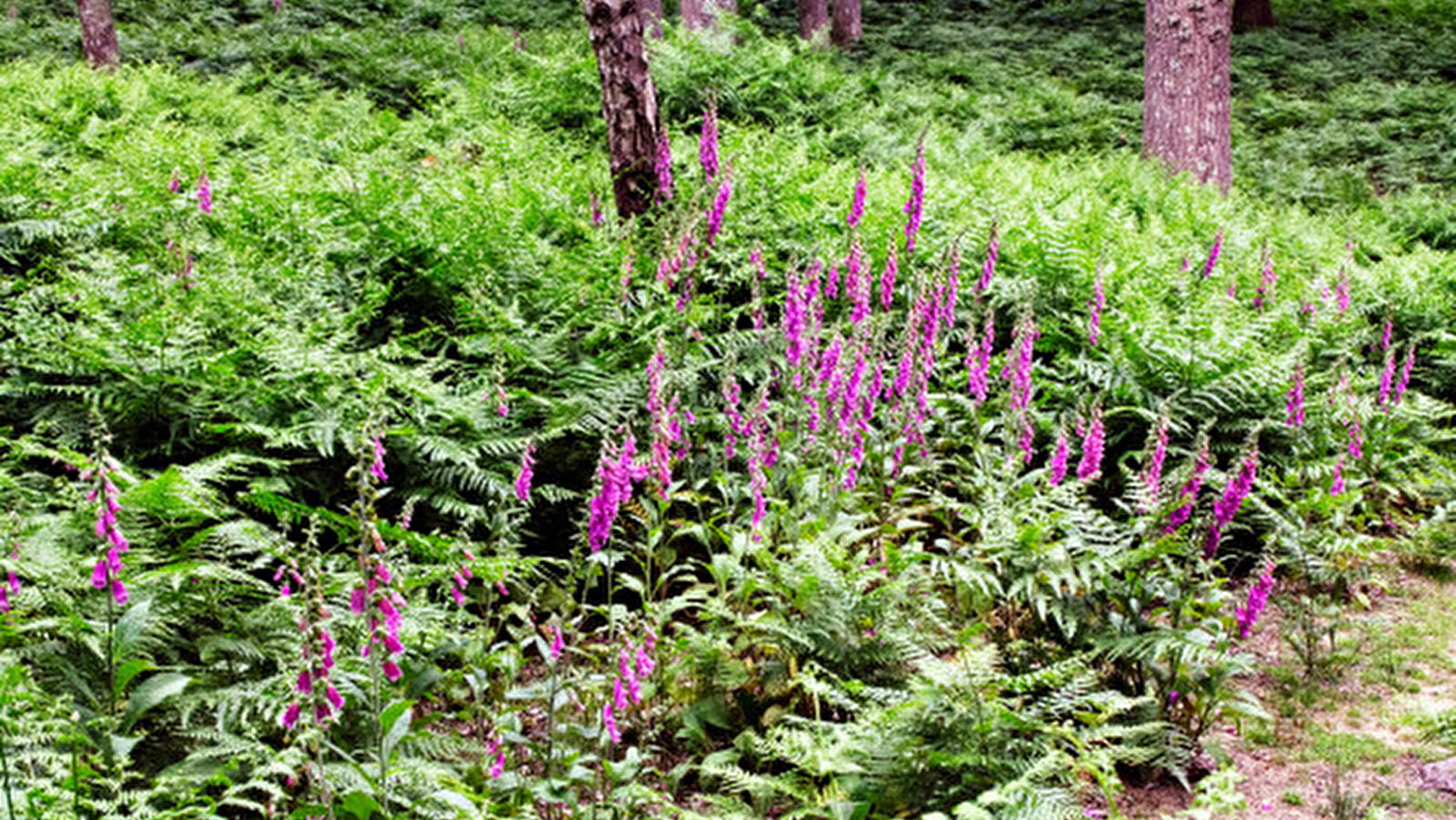 L'Arbre à Vœux de Boutissaint