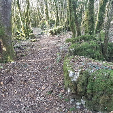 Circuit VTT n°8 (rouge) - Château de Rosy et le col des Justices