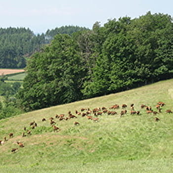 Circuit des Etangs - GIBLES
