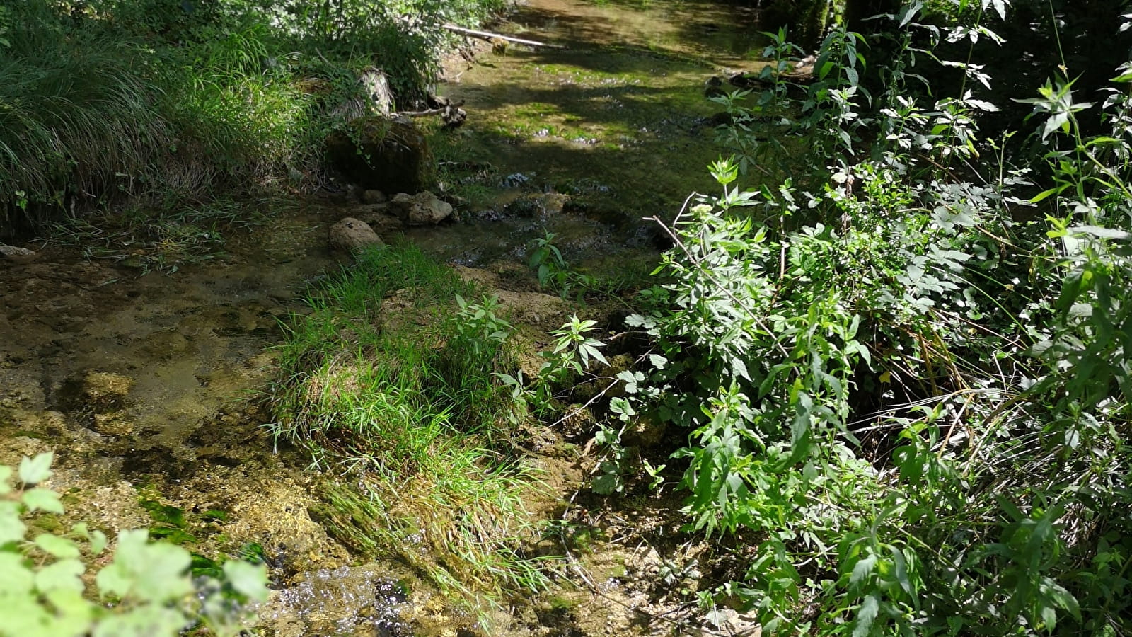 Le petit trail de la forêt du Chatelard - Parcours de trail n°11