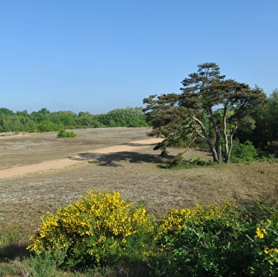 Circuit randonnée : Des Charmes