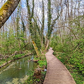 Randonnée pédestre : Marais des Bidonnes et Canal de Crans - DIVONNE-LES-BAINS