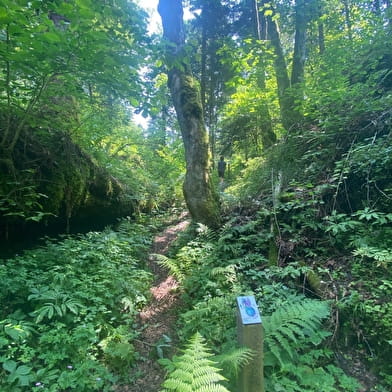 Les Aventures Fankarstiques - Ô des bois