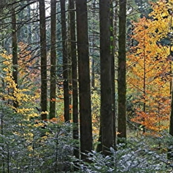 L'homme et la forêt - LA CHAUX-DU-DOMBIEF