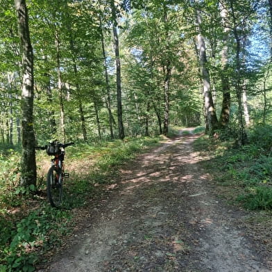 Circuit VTT-VTC n°6 (rouge) Chemins des bois de Bresse (variante courte)