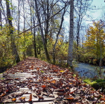 Randonnée pédestre : Lélex - La Valserine, rivière sauvage - LELEX