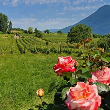 Domaine Monin - VONGNES