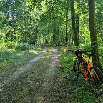 Circuit VTT-VTC n°6 Chemins des bois de Bresse (petite boucle) - SAINT-ETIENNE-DU-BOIS