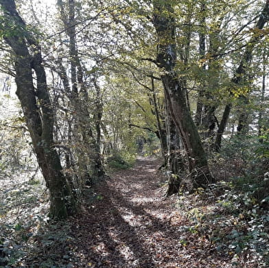 Circuit VTC-VTT n°4 (rouge) - La Voie Royale des bois de But