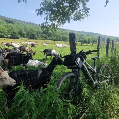 Circuit VTT n°7 (rouge) - Côtes de Villereversure, terres à Comté
