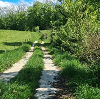 Circuit VTT-VTC n°25 (rouge) Comté de Montrevel - Domaine du Sougey - MONTREVEL-EN-BRESSE