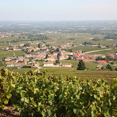 Circuit Entre vignes et bois