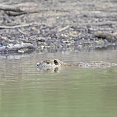 L'Arbre à Vœux de Boutissaint