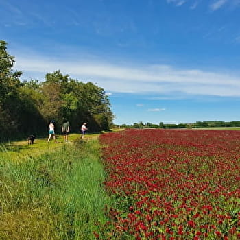 Randonnée à Druy Parigny / Boucle le Chemin des Druydes - DRUY-PARIGNY