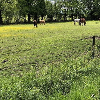 Promenade à travers les écuries (Arbère-Grilly) - DIVONNE-LES-BAINS