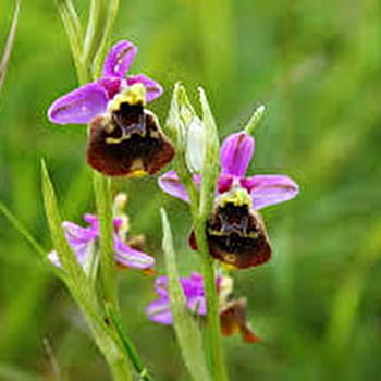 Balade 'du calcaire à orchidées'  - BUCEY-LES-GY