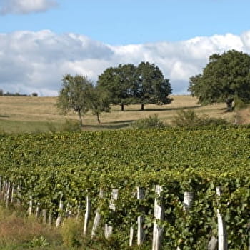 Circuit de randonnée : Circuit des vignes à Riousse - LIVRY